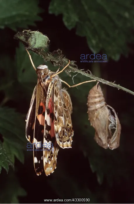 : Painted Lady BUTTERFLY - with chrysalis / pupa case : Painted Lady BUTTERFLY - with chrysalis / pupa case