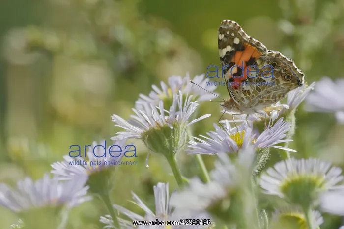: Painted Lady Butterfly - feeding on Erigeron Daisy : Painted Lady Butterfly - feeding on Erigeron Daisy