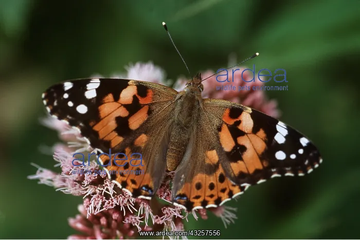 : PAINTED LADY BUTTERFLY - feeding at flower : PAINTED LADY BUTTERFLY - feeding at flower