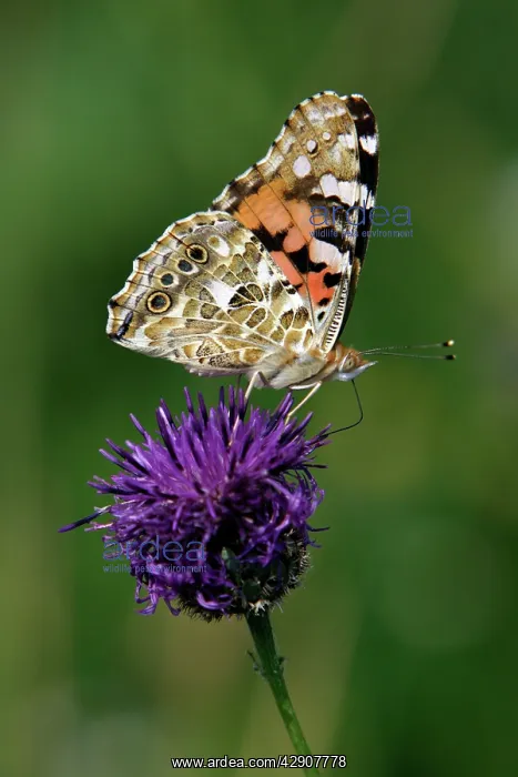 : Painted Lady Butterfly - feeding on Greater Knapweed : Painted Lady Butterfly - feeding on Greater Knapweed