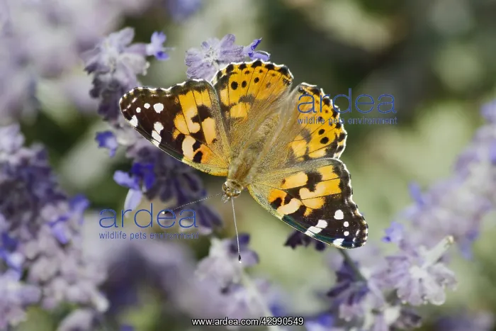  : Painted Lady Butterfly - feeding on Lavender flower