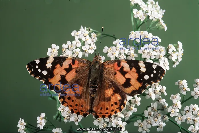 : PAINTED LADY BUTTERFLY - on flower : PAINTED LADY BUTTERFLY - on flower
