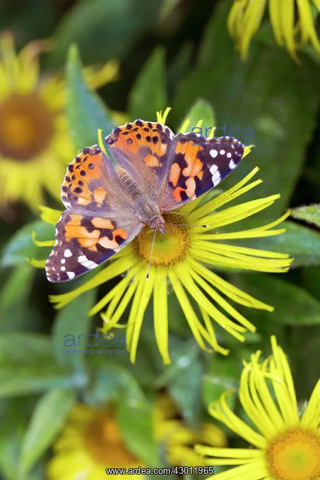 : Painted Lady Butterfly - on flower in summer - UK : Painted Lady Butterfly - on flower in summer - UK