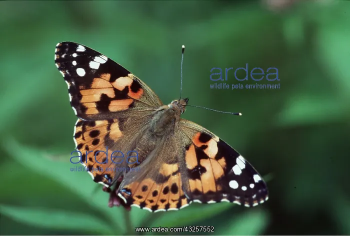 : Painted Lady BUTTERFLY - found in gardens : Painted Lady BUTTERFLY - found in gardens