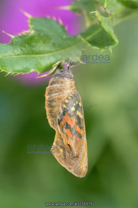 : Painted Lady butterfly late stage pupa - Norfolk : Painted Lady butterfly late stage pupa - Norfolk