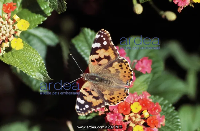 : Painted Lady BUTTERFLY - on Latuna flowers : Painted Lady BUTTERFLY - on Latuna flowers