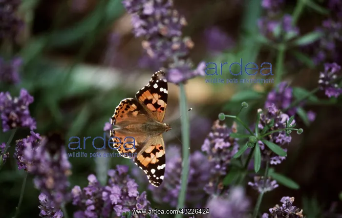 : Painted Lady BUTTERFLY - on lavender : Painted Lady BUTTERFLY - on lavender