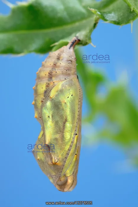 : Painted Lady butterfly pupa - Norfolk UK : Painted Lady butterfly pupa - Norfolk UK