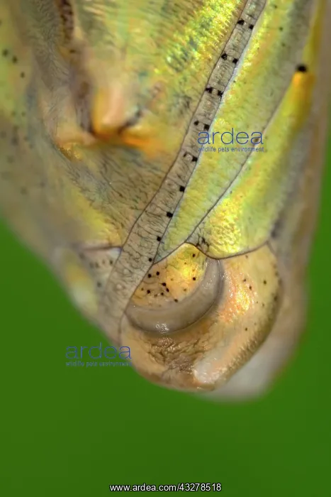 : Painted Lady butterfly pupa - Norfolk UK : Painted Lady butterfly pupa - Norfolk UK