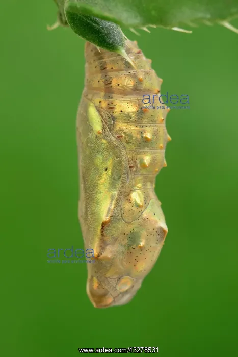 : Painted Lady butterfly pupa - Norfolk UK : Painted Lady butterfly pupa - Norfolk UK