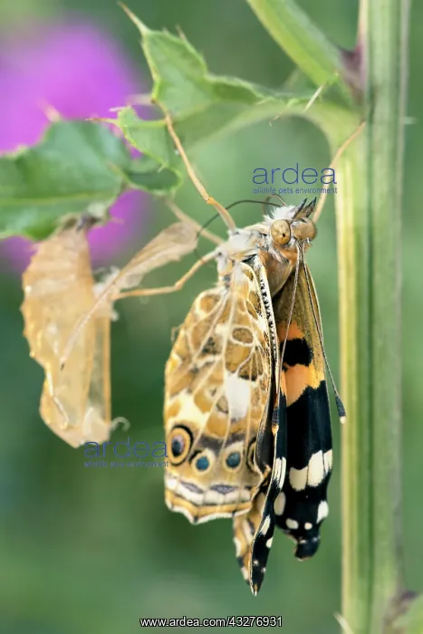 : Painted Lady butterfly recently emerged from pupa : Painted Lady butterfly recently emerged from pupa
