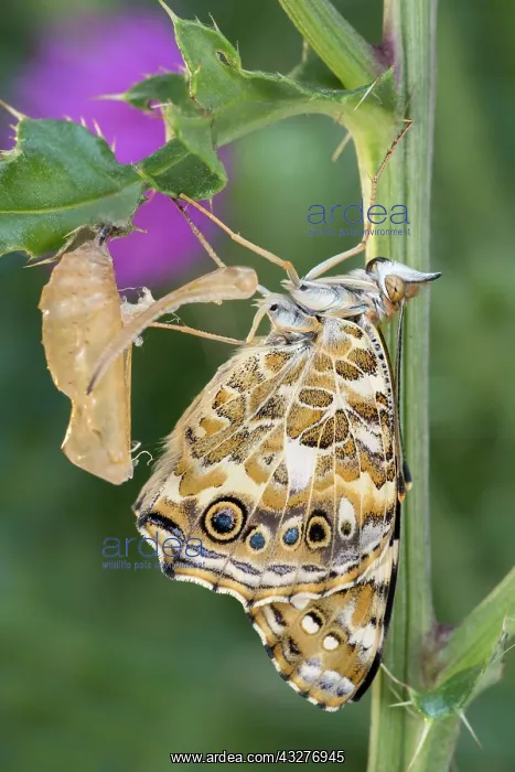 : Painted Lady butterfly recently emerged from pupa : Painted Lady butterfly recently emerged from pupa