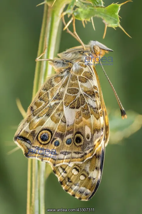: Painted Lady butterfly recently emerged pupa - : Painted Lady butterfly recently emerged pupa -