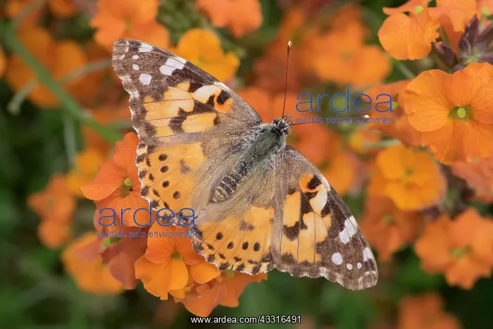 : Painted Lady Butterfly resting on Erysimum Apricot : Painted Lady Butterfly resting on Erysimum Apricot