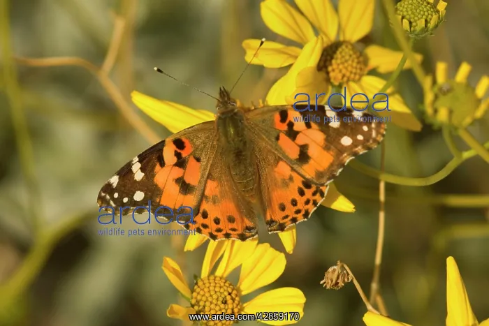 : Painted Lady Butterfly - sitting on a bright yellow : Painted Lady Butterfly - sitting on a bright yellow