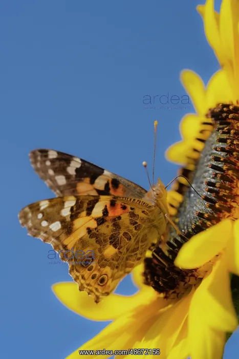  : Painted lady butterfly on a sunflower. New Mexico