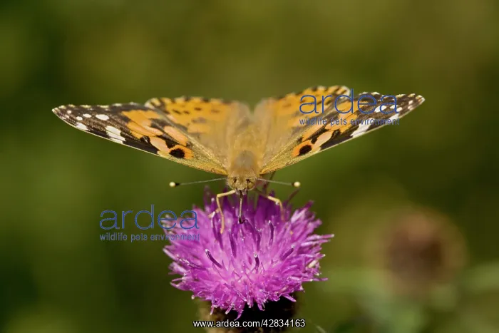 : Painted Lady Butterfly - On thistle blossom : Painted Lady Butterfly - On thistle blossom