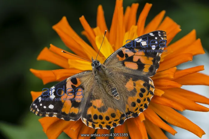 : Painted Lady Butterfly (Vanessa cardui) in flower : Painted Lady Butterfly (Vanessa cardui) in flower