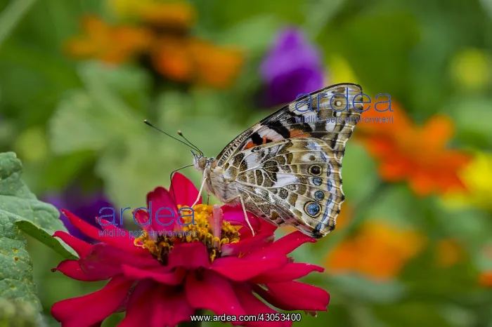 : Painted Lady Butterfly (Vanessa cardui) in flower : Painted Lady Butterfly (Vanessa cardui) in flower