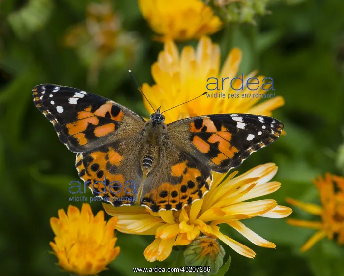 : Painted Lady Butterfly (Vanessa cardui) in flower : Painted Lady Butterfly (Vanessa cardui) in flower
