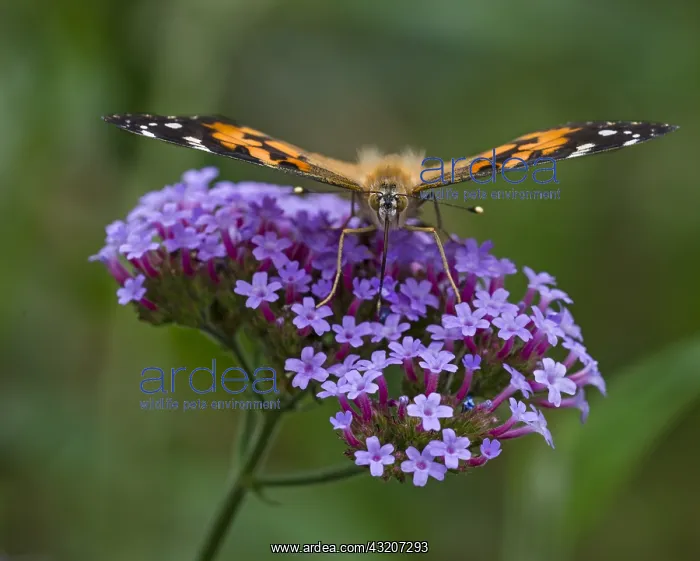 : Painted Lady Butterfly (Vanessa cardui) in flower : Painted Lady Butterfly (Vanessa cardui) in flower