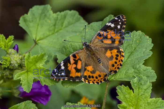 : Painted Lady Butterfly (Vanessa cardui) in flower : Painted Lady Butterfly (Vanessa cardui) in flower