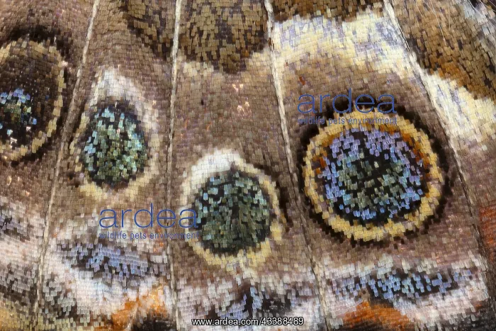 : Painted Lady Butterfly Wing Scales Detail, Vanessa cardui : Painted Lady Butterfly Wing Scales Detail, Vanessa cardui