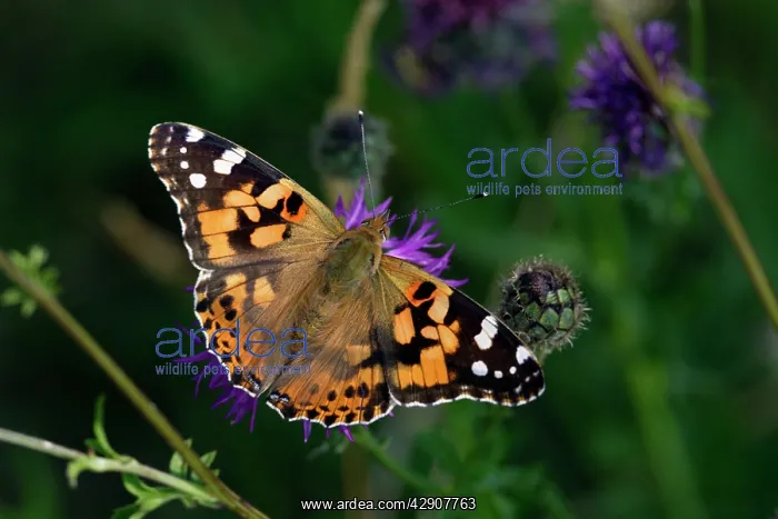 : Painted Lady Butterfly - with wings wide open, resting : Painted Lady Butterfly - with wings wide open, resting