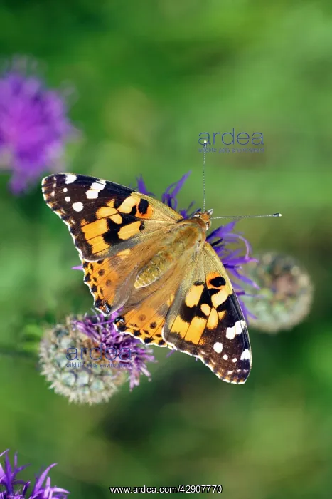 : Painted Lady Butterfly - with wings wide open, resting : Painted Lady Butterfly - with wings wide open, resting