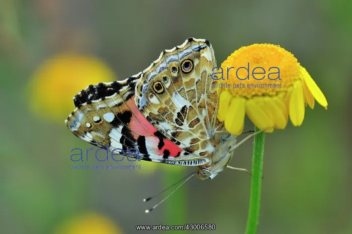 : Painted Lady Cosmopolitan on Golden Marguerite : Painted Lady Cosmopolitan on Golden Marguerite