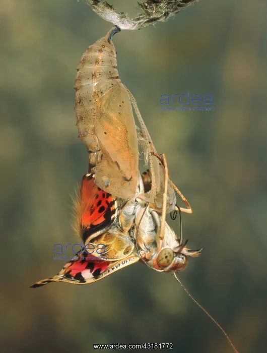 : Painted Lady Emerging from Chrysalis : Painted Lady Emerging from Chrysalis