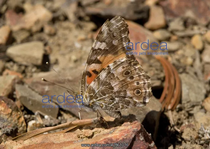 : Painted Lady - resting on high pass, at c. 11, 000 : Painted Lady - resting on high pass, at c. 11, 000
