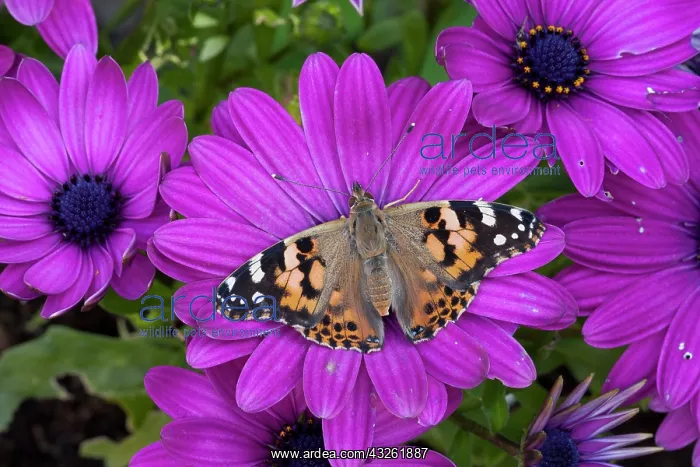 : Painted Lady (Vanessa cardui), adult, feeding on : Painted Lady (Vanessa cardui), adult, feeding on