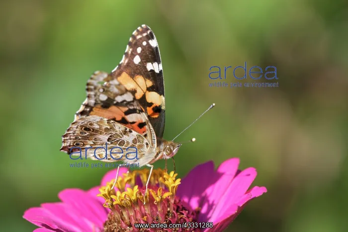 : Painted lady (Vanessa cardui), foraging, on a garden : Painted lady (Vanessa cardui), foraging, on a garden