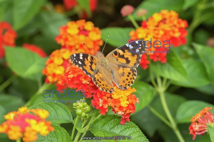 : Painted Lady (Vanessa cardui) on Red Spread Lantana : Painted Lady (Vanessa cardui) on Red Spread Lantana