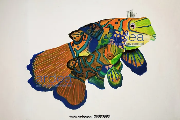: painted of mandarin fish, Synchiropus splendidus, pairing a : painted of mandarin fish, Synchiropus splendidus, pairing a