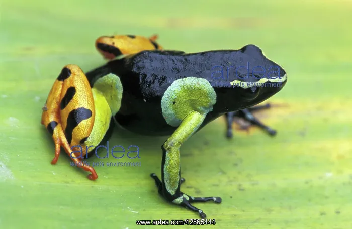 : Painted Mantella : Painted Mantella