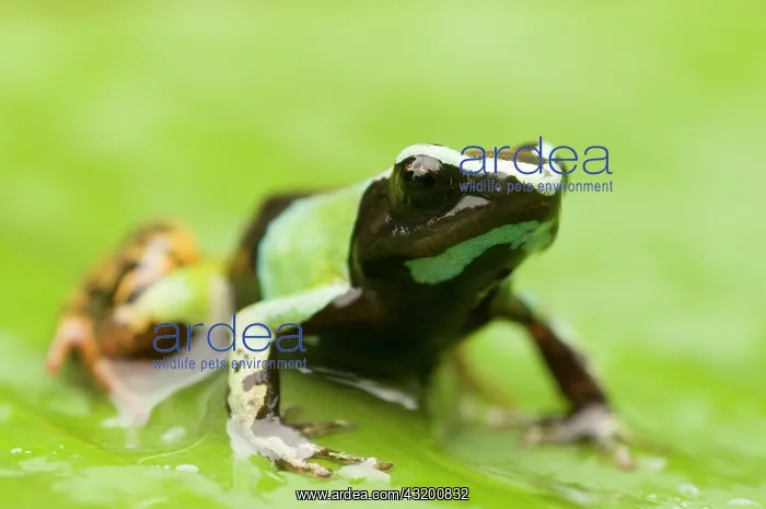 : Painted Mantella : Painted Mantella