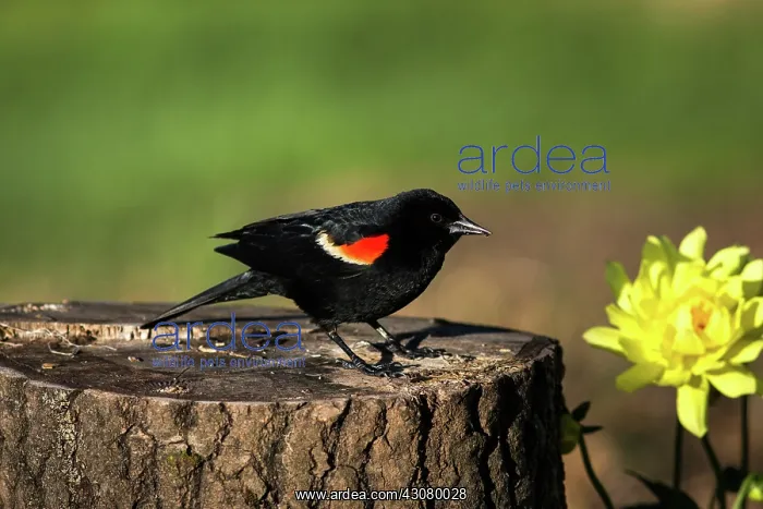 : Painted Mantella frog : Painted Mantella frog