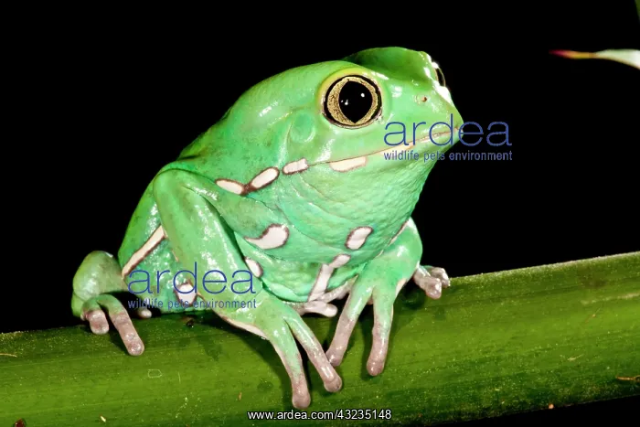 : Painted Monkey Frog Phyllomedusa savaugii : Painted Monkey Frog Phyllomedusa savaugii