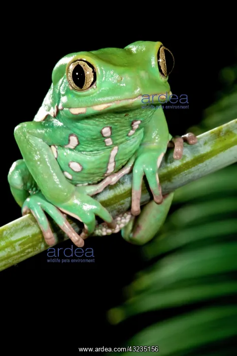 : Painted Monkey Frog Phyllomedusa savaugii : Painted Monkey Frog Phyllomedusa savaugii