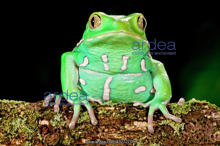 : Painted Monkey Frog, Phyllomedusa savaugii : Painted Monkey Frog, Phyllomedusa savaugii