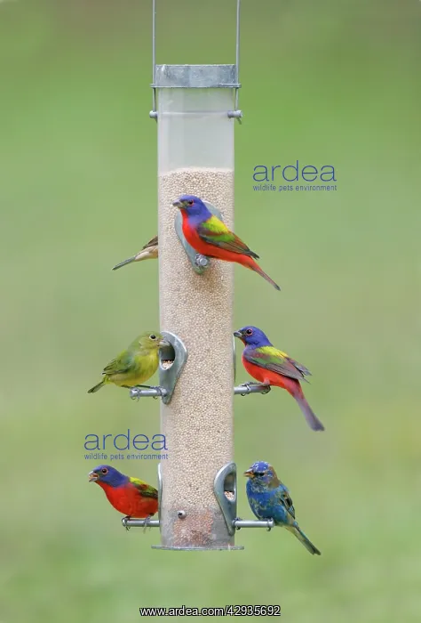 : Painted, Passerina Ciris and Indigo - at bird feeder : Painted, Passerina Ciris and Indigo - at bird feeder