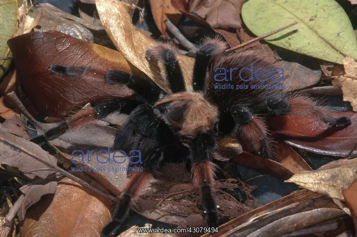 : Painted Redleg Tarantula : Painted Redleg Tarantula