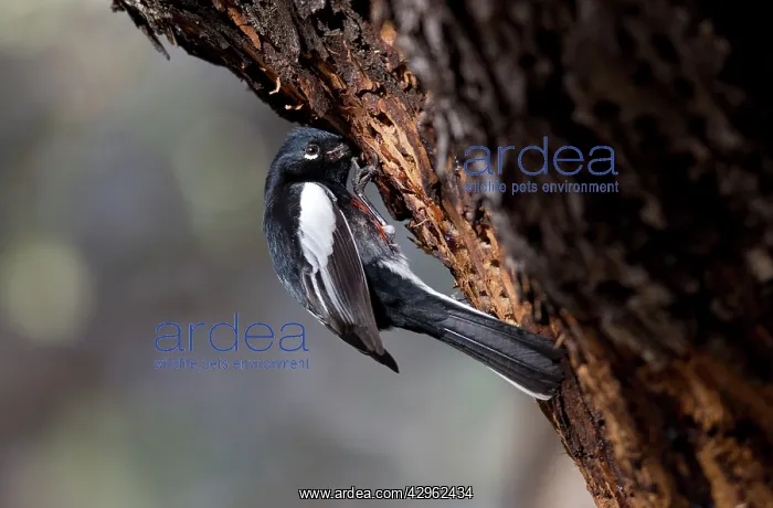 : Painted Redstart - feeding at a sapwell made by : Painted Redstart - feeding at a sapwell made by