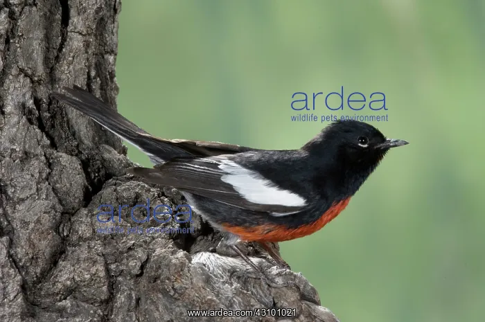 : Painted Redstart (Myioborus pictus) : Painted Redstart (Myioborus pictus)