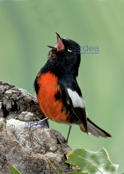 : Painted Redstart Singing : Painted Redstart Singing
