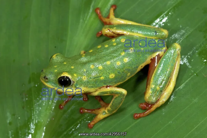 : Painted Reed Frog : Painted Reed Frog