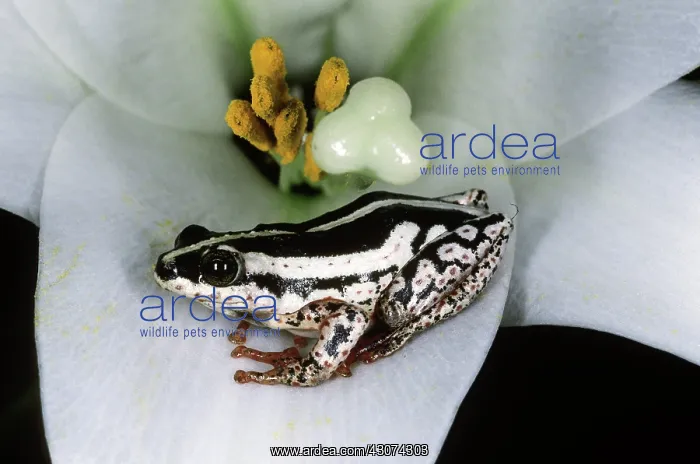 : Painted Reed Frog : Painted Reed Frog