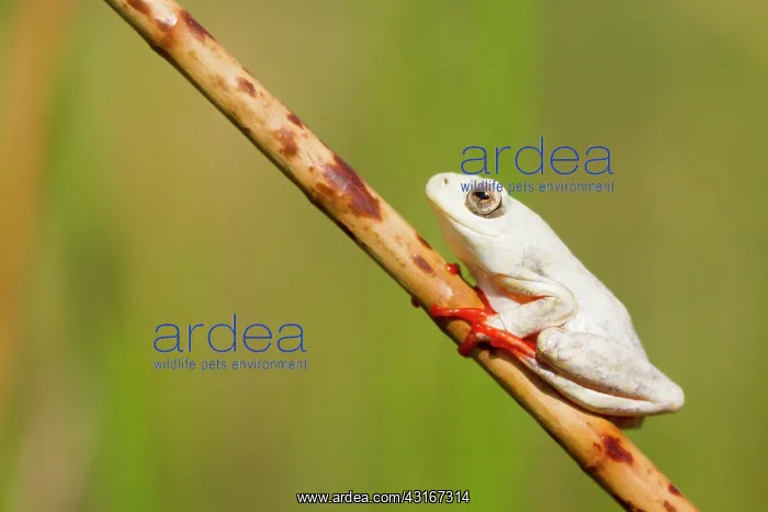 : Painted Reed Frog : Painted Reed Frog